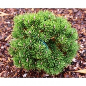 Pušis kalninė (Pinus mugo) &#039;Grune Kugel&#039;